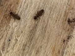 Embidopsocus
