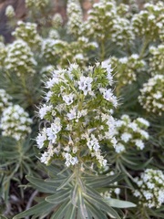 Echium decaisnei