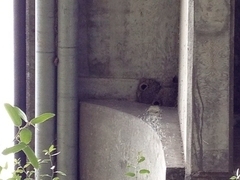 Petrochelidon pyrrhonota