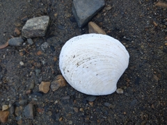 Retrotapes exalbidus