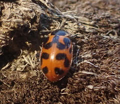 Hippodamia washingtoni