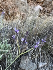 Lavandula minutolii