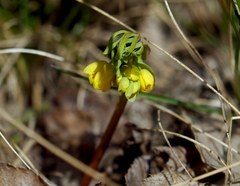Gymnospermium odessanum