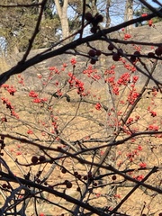 Ilex verticillata
