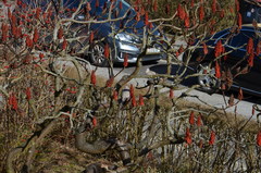 Streptopelia decaocto