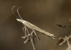 Ypsolopha mucronella