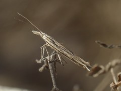 Ypsolopha mucronella
