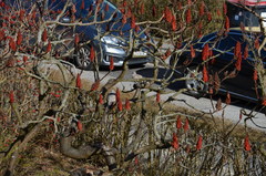 Streptopelia decaocto