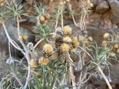 Carlina canariensis