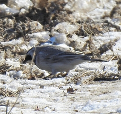 Eremophila alpestris brandti