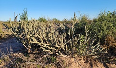 Cylindropuntia calmalliana