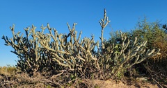 Cylindropuntia calmalliana