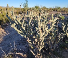 Cylindropuntia calmalliana