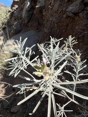 Parolinia ornata