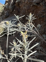 Parolinia ornata