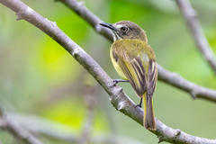 Hemitriccus striaticollis