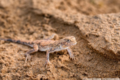 Phrynocephalus guttatus