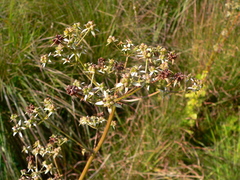 Alepidea cordifolia