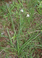 Chlorophytum galpinii