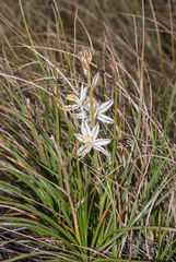 Chlorophytum radula