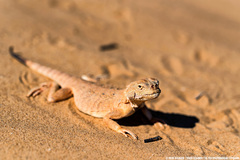 Phrynocephalus mystaceus