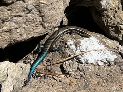 Chalcides sexlineatus