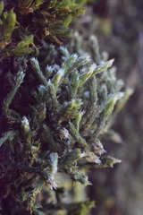 Hedwigia emodica