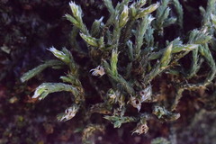 Hedwigia emodica