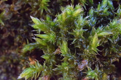 Hedwigia emodica