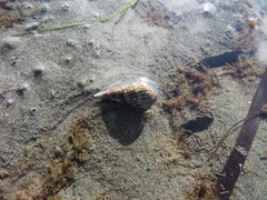 Batillaria attramentaria