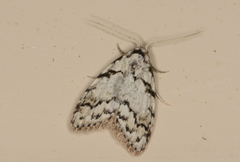 Nola melanogramma