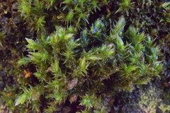 Hedwigia emodica