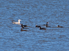 Larus argentatus image