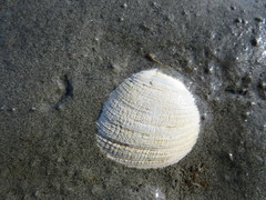 Ruditapes philippinarum