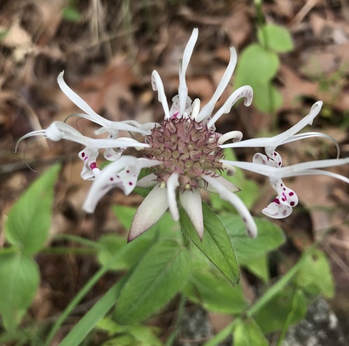 Image of Monarda russeliana by no rights reserved