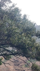 Olea europaea cerasiformis