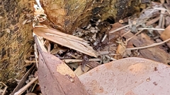 Eleutherodactylus campi