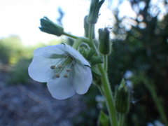 Phacelia viscida albiflora