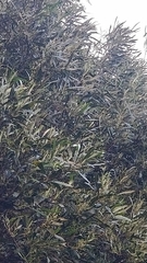 Olea europaea cerasiformis