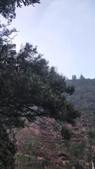 Olea europaea cerasiformis