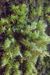 Hedwigia emodica
