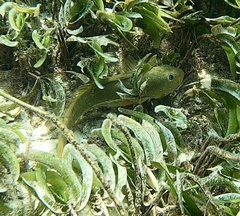 Leptoscarus vaigiensis