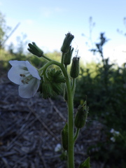 Phacelia viscida albiflora
