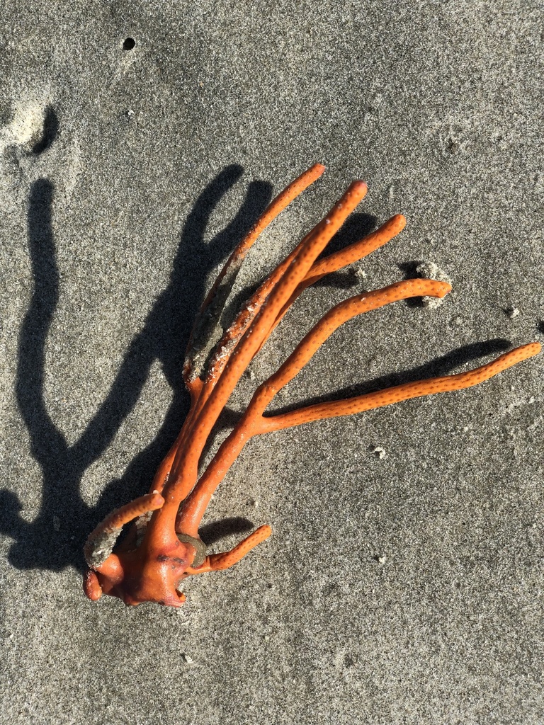 brilliant sea fingers
