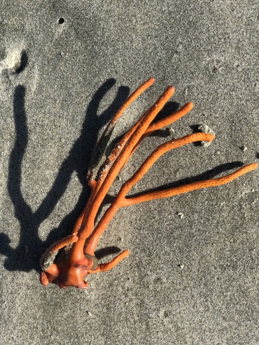 brilliant sea fingers