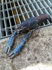 Cherax quadricarinatus