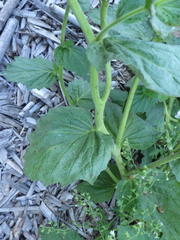 Phacelia viscida albiflora