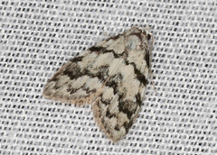 Nola melanogramma