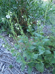 Phacelia viscida albiflora