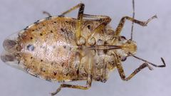Podisus serieventris